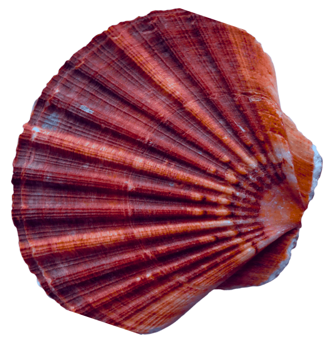 A sea shell