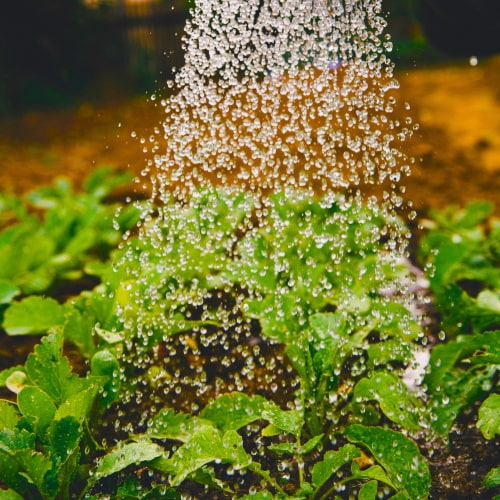 organic farms