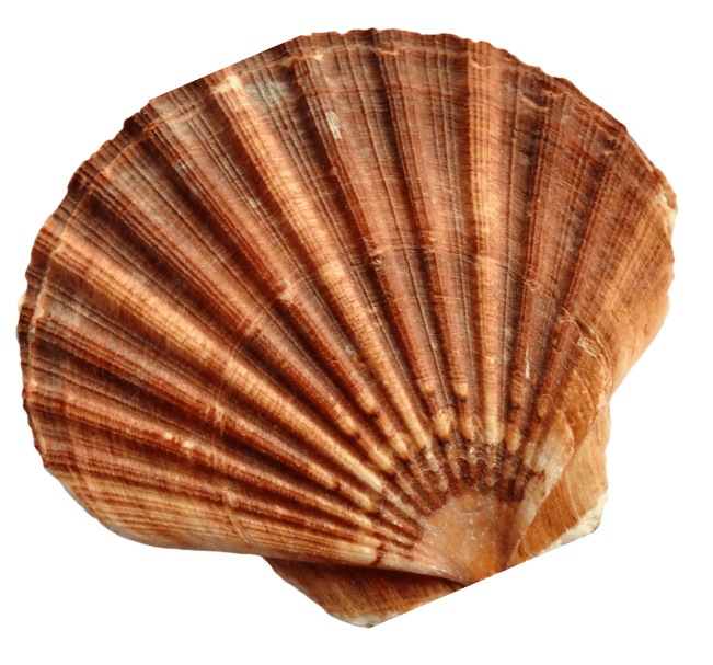 sea shell