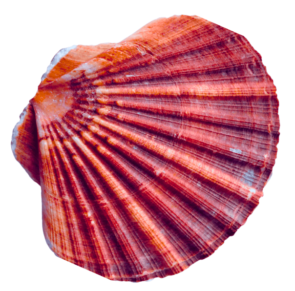 sea shell 