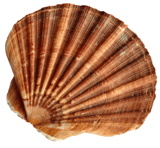 Sea shell